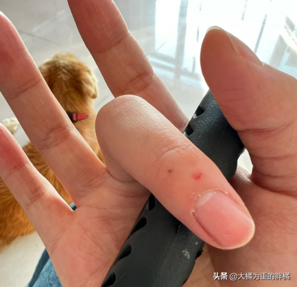 6歲金毛被拴在屋外四年,吃餿飯沒自由,主人不想養,賣了800塊錢 6歲金毛被拴在屋外四年,吃餿飯沒自由,主人不想養,賣了800塊錢