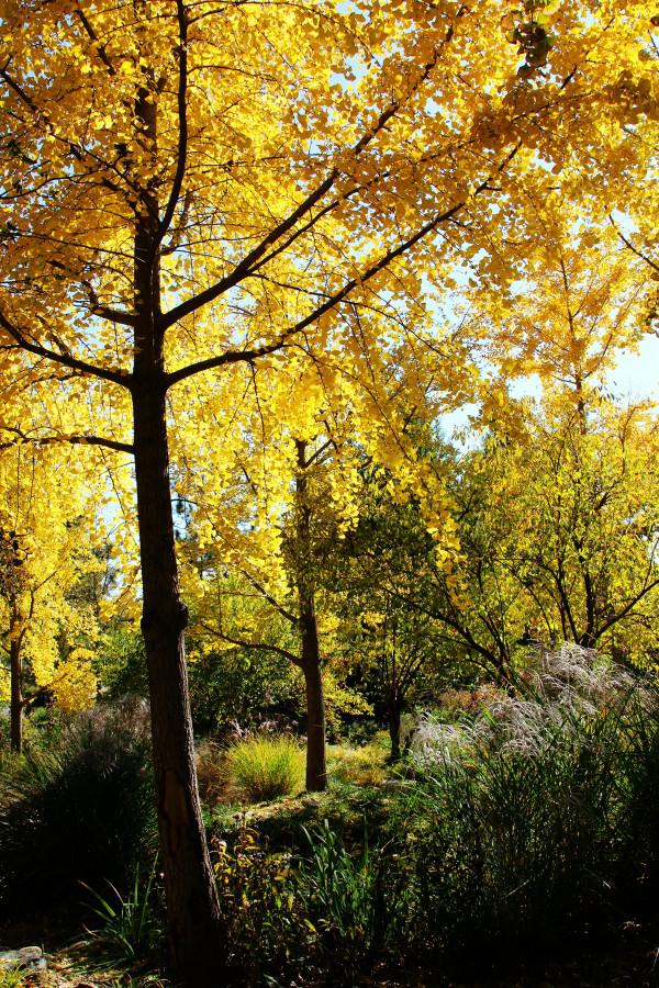 北京玉淵潭公園:深秋美景醉煞人 #秋日好時光##小生活,大財富# 北京玉淵潭公園:深秋美景醉煞人 #秋日好時光##小生活,大財富#