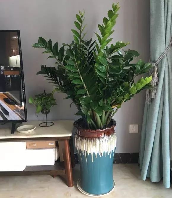 7種“吉利花”,家裡養一盆,順順當當又漂亮,養人又旺家 7種“吉利花”,家裡養一盆,順順當當又漂亮,養人又旺家