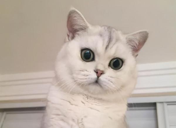 飼養攻略|英短銀漸層怎麼養? 飼養攻略|英短銀漸層怎麼養?