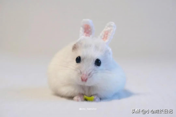 萌到心化！！這隻小精靈一樣的倉鼠讓人瘋狂心動...