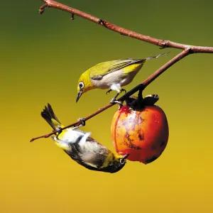 60多張雙比翼鳥圖欣賞