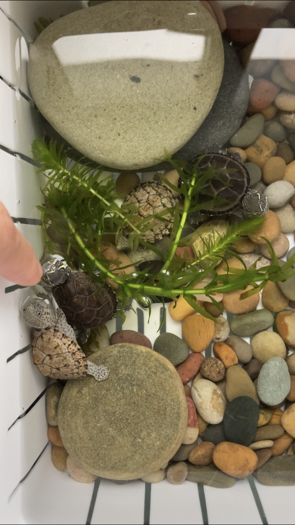 龜苗冬天怎麼加溫飼養? 龜苗冬天怎麼加溫飼養?