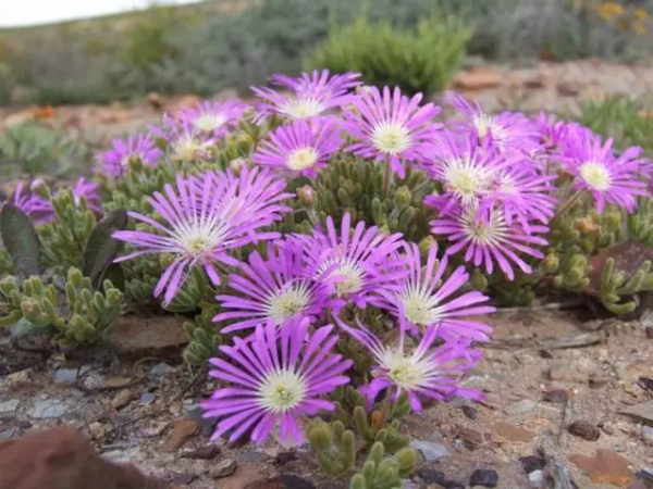 世界那麼大，多肉那麼美，我們一起去看看吧 | 南非多肉欣賞
