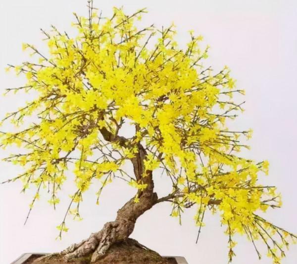 6種&OpenCurlyDoubleQuote;潛力花&rdquo;，小苗不起眼，養成老樁漂亮&OpenCurlyDoubleQuote;精貴&rdquo;，越養越值錢