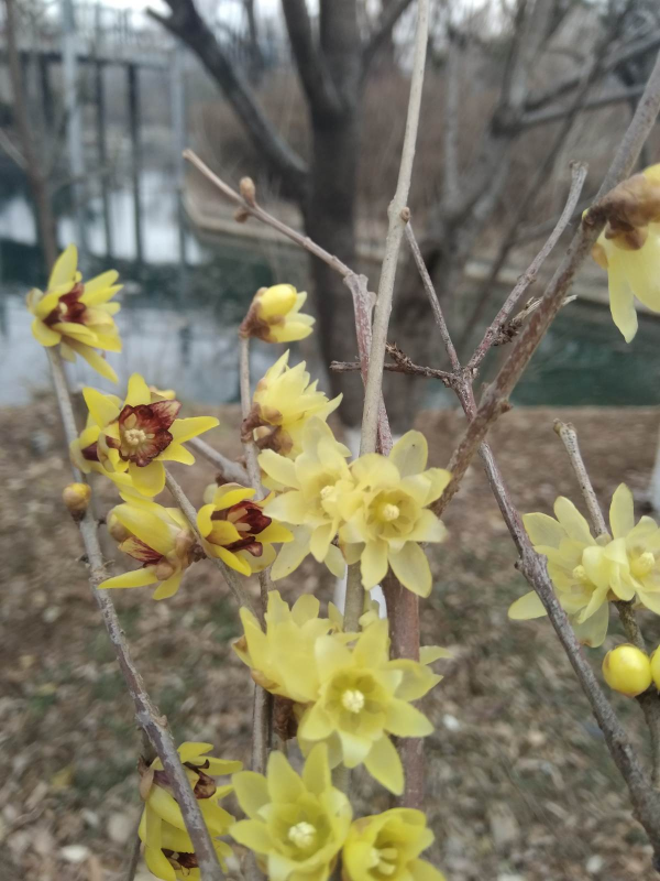 1種花名叫“聖誕玫瑰”，零下15度也能開花，花朵美豔多姿