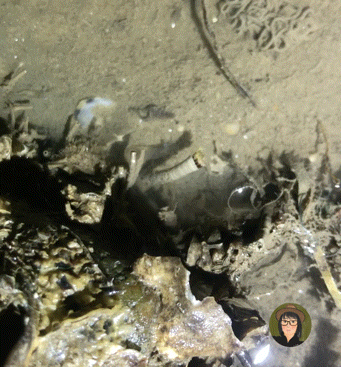 誰說一條蟲就不能花枝招展了？纓鰓蟲：我就是海邊最靚的仔