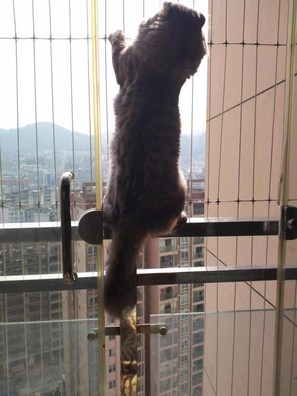 我家可愛搞笑的三隻貓咪 我家可愛搞笑的三隻貓咪