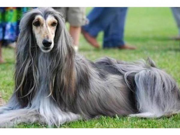 如果這些狗“隨你挑”，你會選哪隻帶回家？