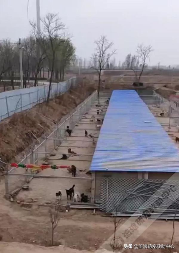 拆遷後被棄養的狗狗,在廢墟中固執等待主人,瘦成一具“乾屍” 拆遷後被棄養的狗狗,在廢墟中固執等待主人,瘦成一具“乾屍”