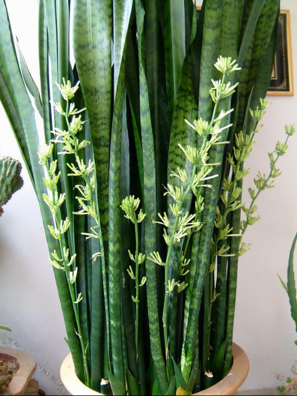 天氣冷氣溫低,這9種花要“幹養”,少澆水才不易受凍和爛根 天氣冷氣溫低,這9種花要“幹養”,少澆水才不易受凍和爛根