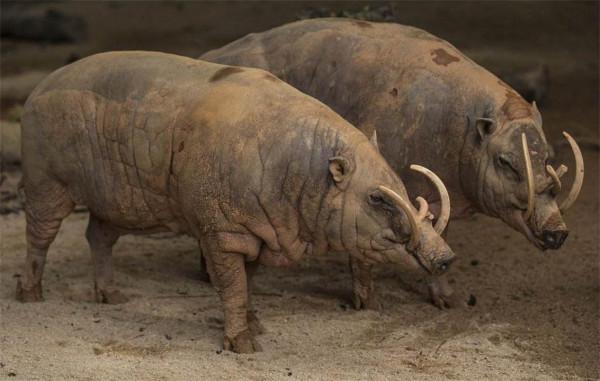 被自己“殺”死的動物，牙長太長戳穿自己腦殼，既心酸又好笑