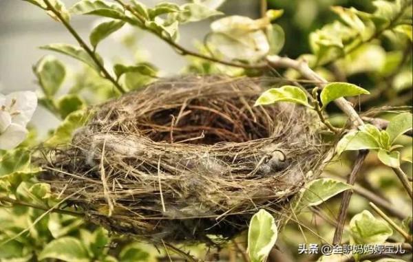分享——鳥類築巢
