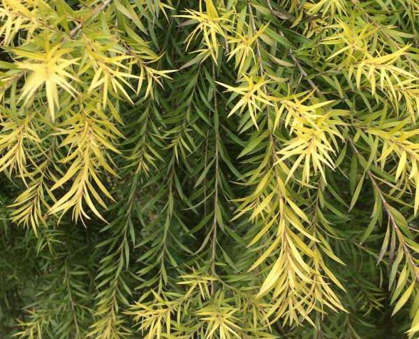 這種能開花的柳樹名為“串錢柳”,紅彤彤,盆栽放屋裡格外喜慶 這種能開花的柳樹名為“串錢柳”,紅彤彤,盆栽放屋裡格外喜慶