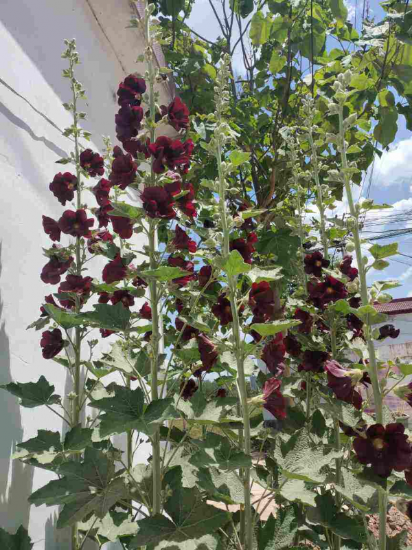 甄嬛傳華妃口中的“一丈紅”，其實就是蜀葵，開花豔麗多彩花期長