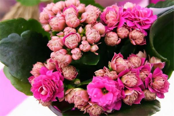 9月份以後,在對花卉進行水肥管理時,要注意它的狀態,別大意 9月份以後,在對花卉進行水肥管理時,要注意它的狀態,別大意