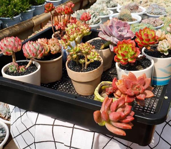 七大“美麗花”,冷天不能多澆水,多曬“少管”更健壯 七大“美麗花”,冷天不能多澆水,多曬“少管”更健壯