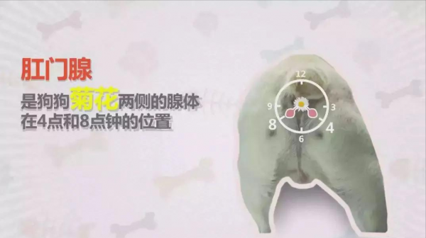 狗狗一見面,為什麼會先“聞屁股”?科學研究這是彼此交流的方式 狗狗一見面,為什麼會先“聞屁股”?科學研究這是彼此交流的方式