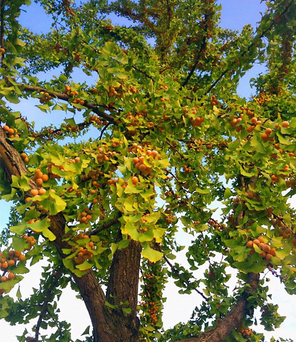 秋天的銀杏村 秋天的銀杏村