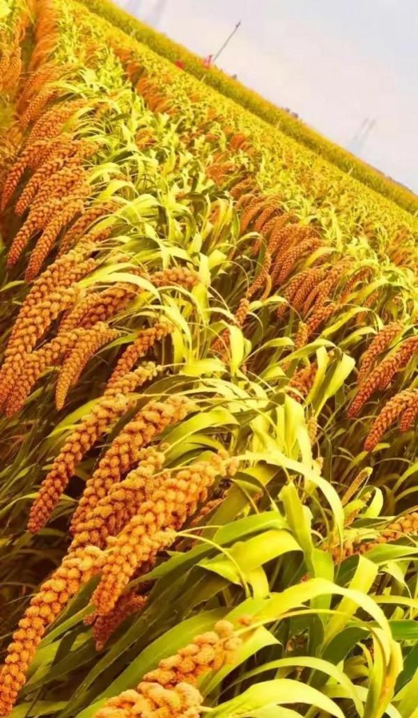 看到當前農村的怪象