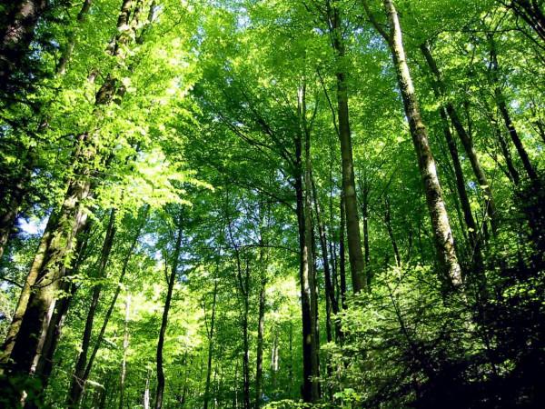 如果把所有沙漠都變成森林會怎樣？科學家：代價恐怕難以承受