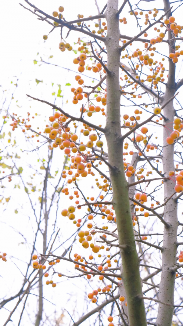 太倉的冬天，“果”然美麗