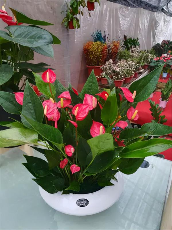 9種“大葉花”，耐陰又好看，不能曬太陽，一曬就“完蛋”