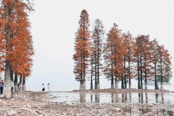 白居易詩中的秋天，賞一樹秋色，享一世安暖