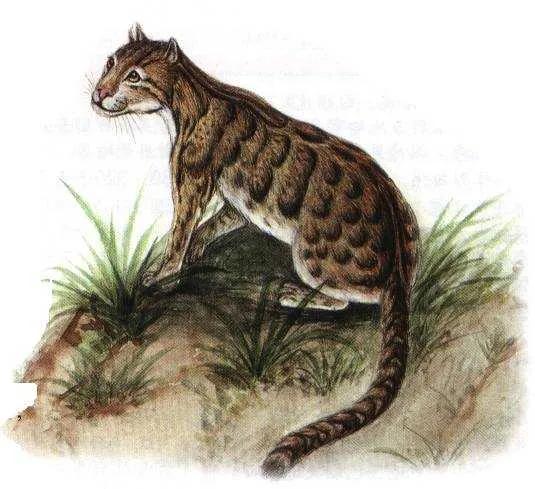 那些多年絕跡的動物大盤點