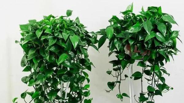 冬季花市最常見的植物哪些怕冷？這裡總結了十多種，你養過嗎