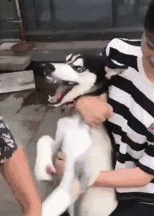 “買狗一時爽，養狗火葬場”的幾種狗，勸你別盲目入手