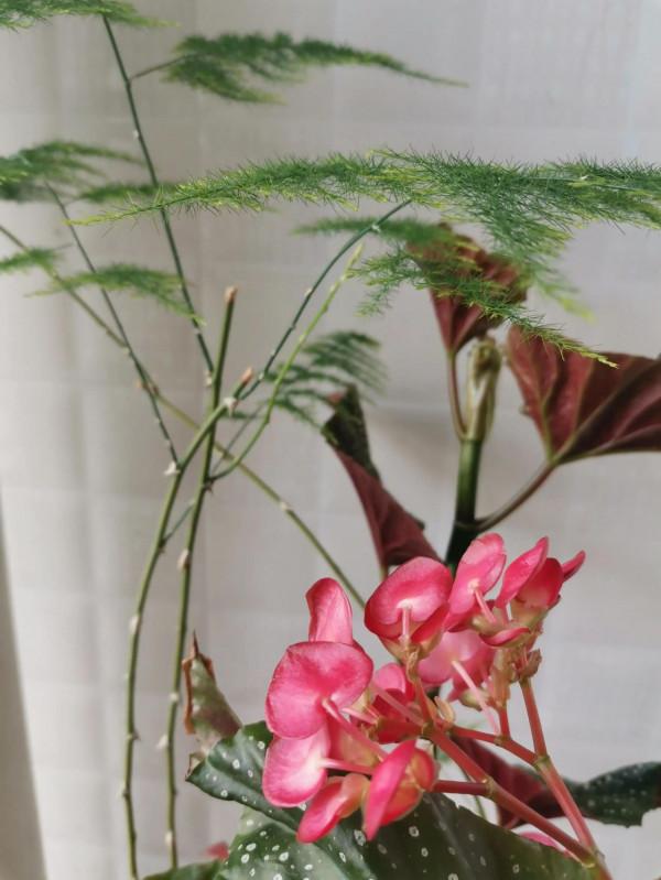 竹節海棠開花了