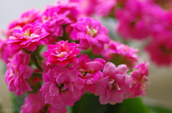 5種假“耐寒花”，別被騙了，想讓花期長，關鍵在保溫