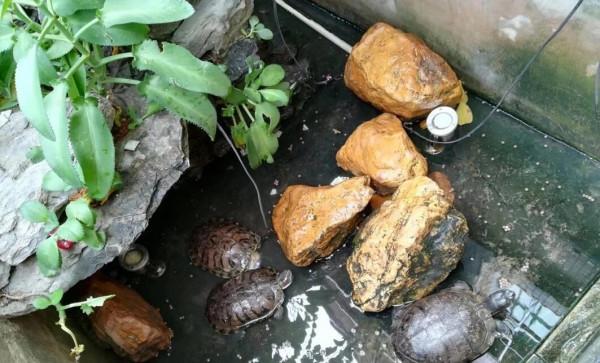 陳龍輝‖足不出戶,它在翻老莊的書 陳龍輝‖足不出戶,它在翻老莊的書