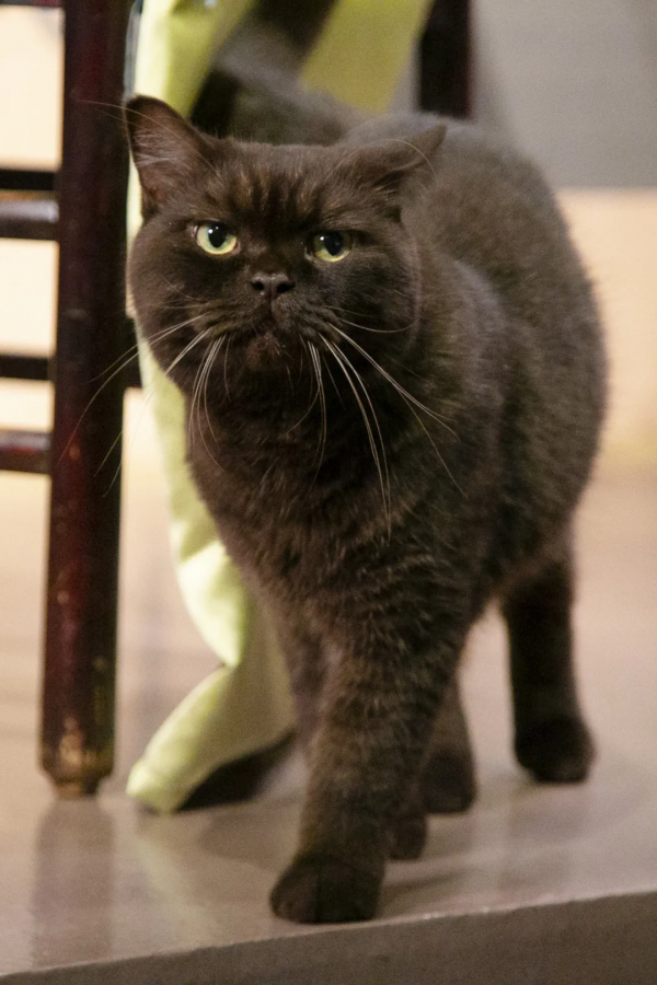 做你的影子,好不好? 做你的影子,好不好?