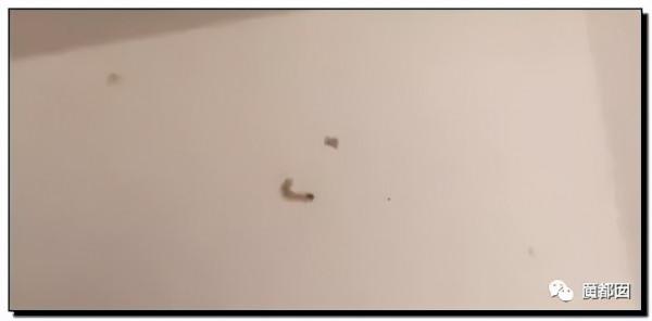 崩塌吐了！麥當勞餐盤不洗、食材過期、奶漿漏3天還繼續用