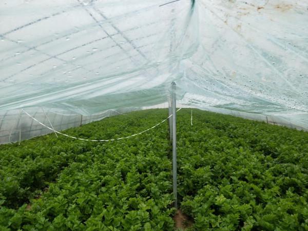 種芹菜，掌握3點，防止早抽薹提高品質，冬春種植要注意