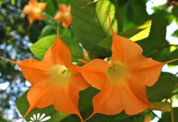 “美麗有毒”的植物,快來認識11種“毒花毒果”,不吃虧不上當 “美麗有毒”的植物,快來認識11種“毒花毒果”,不吃虧不上當