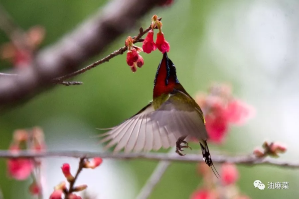 油麻菜:圓月彎刀 油麻菜:圓月彎刀