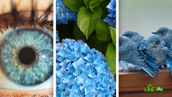 自然界的藍色為何如此特殊 自然界的藍色為何如此特殊