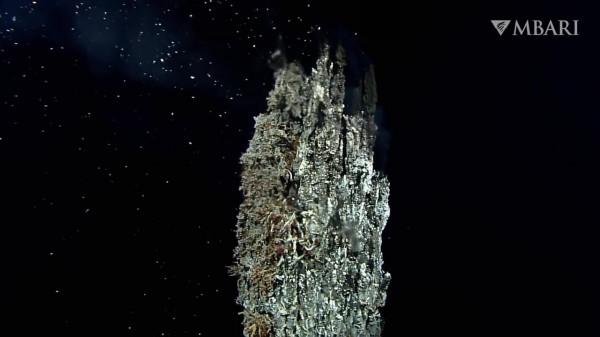 2021年拍攝到的珍稀深海生物 別樣又迷人