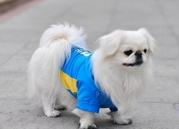 適合家養的幾種狗狗 適合家養的幾種狗狗