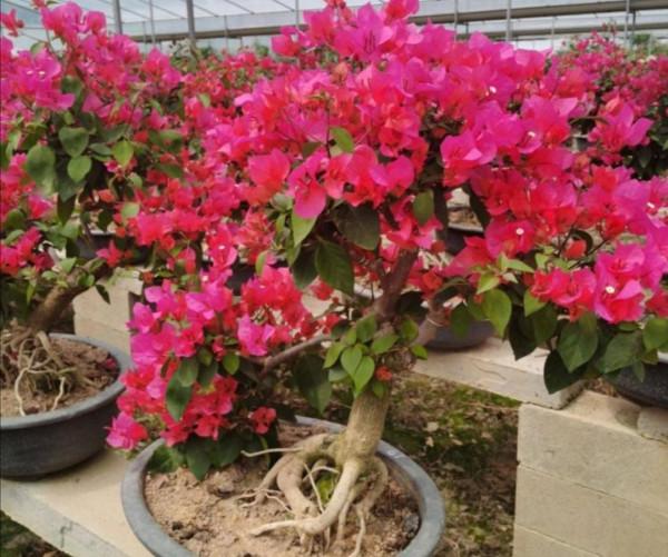 三角梅秋季不開花，按照“2多1控”來養，讓它花苞開滿枝頭