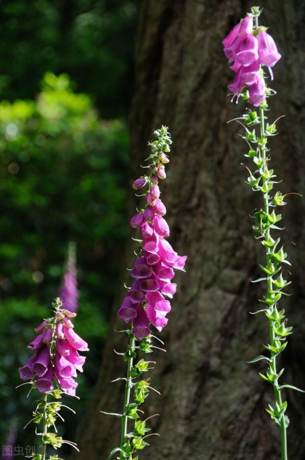 它是英國花園的常客，花型像喇叭，還能做藥材