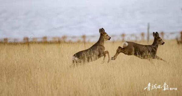 可愛“呆萌”的狍鹿在祁連山境內上線啦