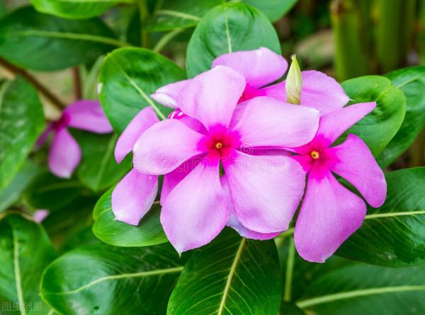 這才是正兒八經的花園：她用5種花，讓小院“秋色可餐”