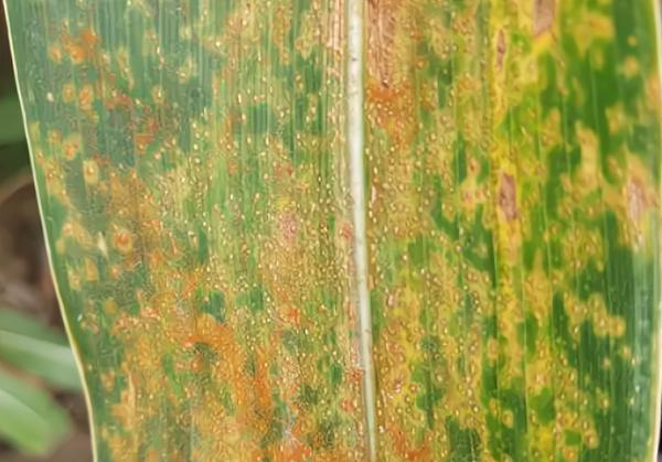 玉米後期常見的一種病害，今年比往年發生面積廣，學會防治很關鍵