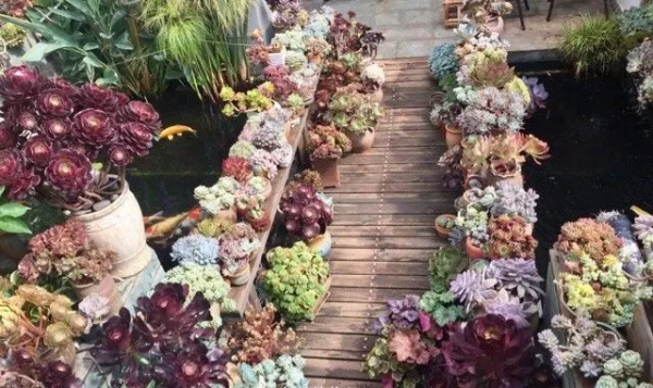 4年時間，靠一腔熱誠打造多肉花園