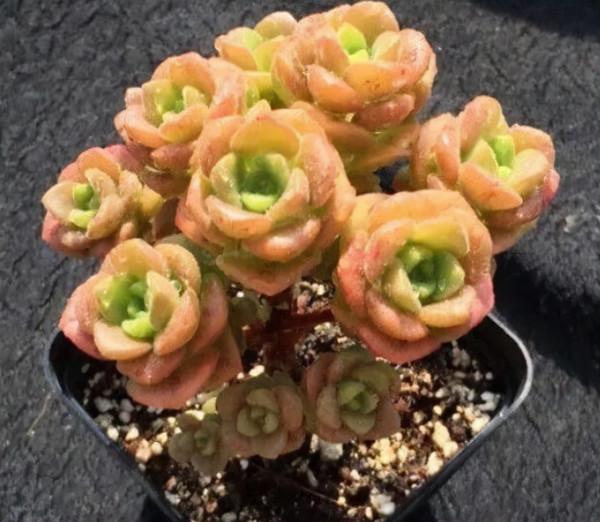 8種多肉顏值高,還帶有迷人香氣,肉友們養了幾種? 8種多肉顏值高,還帶有迷人香氣,肉友們養了幾種?