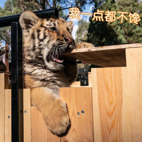 雲南這組&OpenCurlyDoubleQuote;萌&rdquo;虎表情包，快轉發收藏
